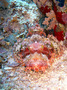 Scorpion fish2.jpg